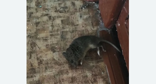 Дезинфекция от мышей в Славянске-на-Кубани