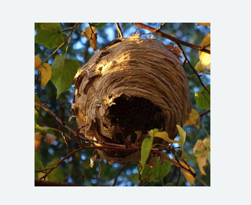 Обработка от шершней в Славянске-на-Кубани