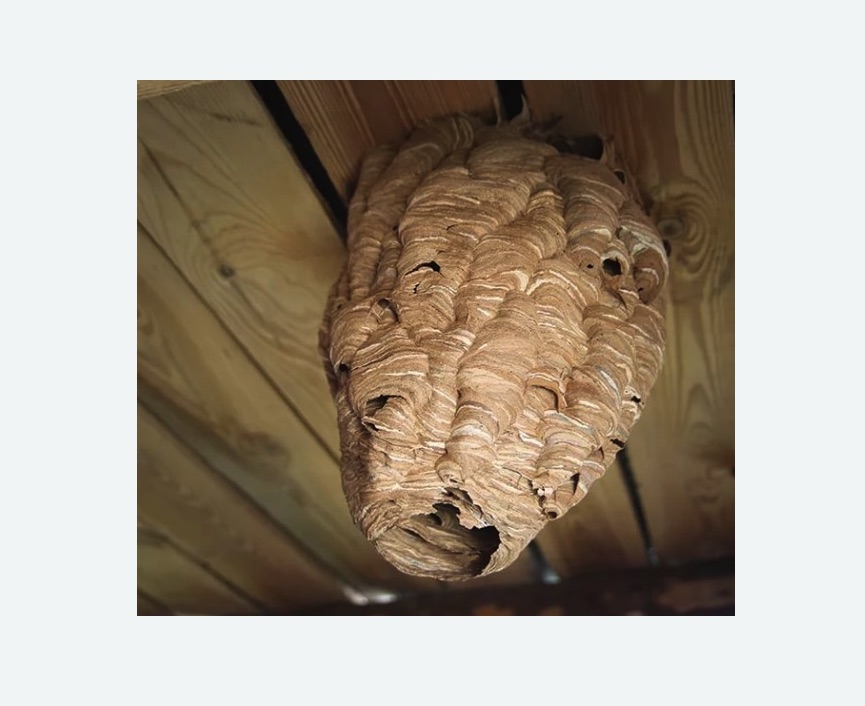 обработка от шершней в Славянске-на-Кубани