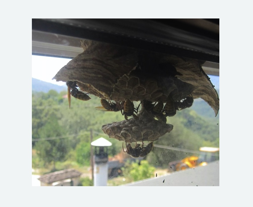 Уничтожение гнёзд шершней в Славянске-на-Кубани