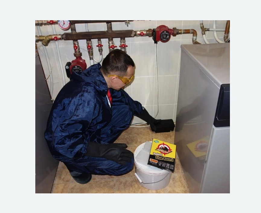 Уничтожение крыс в Славянске-на-Кубани